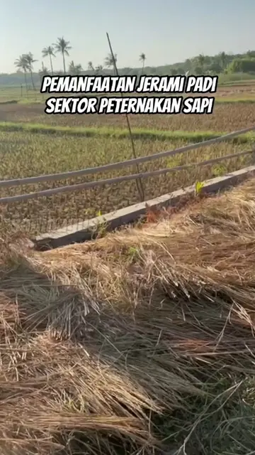 Pemanfaatan-Jerami-Padi-Sektor-Peternakan-Sapi